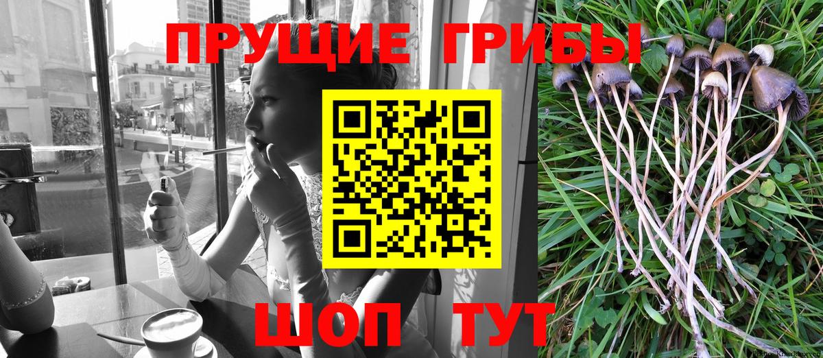 купить закладку  Псилоцибиновые грибы мицелий  Вход с VPN  Черняховск 